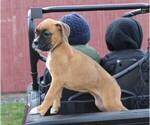 Small Photo #3 Boxer Puppy For Sale in SHIPSHEWANA, IN, USA