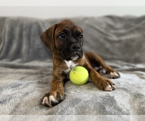 Boxer Puppy for sale in WEST COLUMBIA, SC, USA