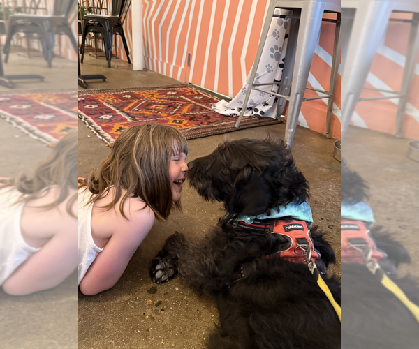 Medium Photo #9 Labrador Retriever-Unknown Mix Puppy For Sale in Candler, NC, USA