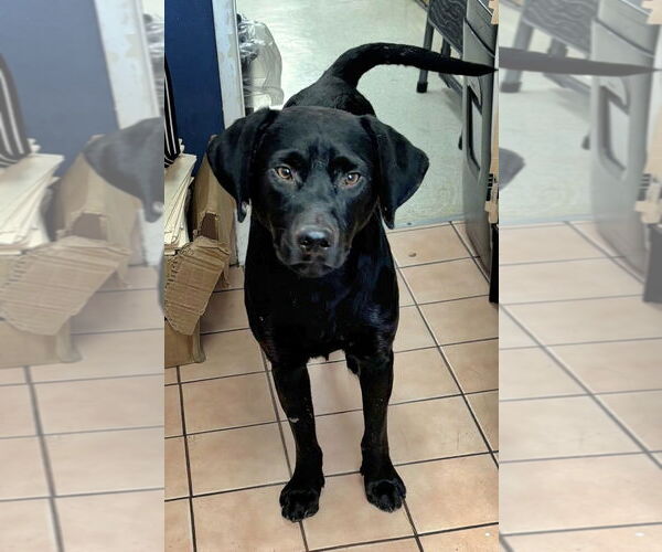 Medium Photo #1 Labrador Retriever-Unknown Mix Puppy For Sale in Los Angeles, CA, USA