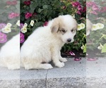 Small #2 Great Pyrenees