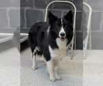 Small #3 Border Collie