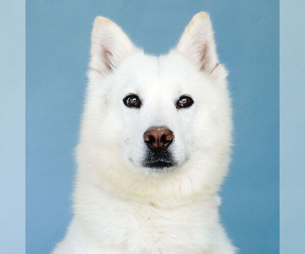 Medium Photo #1 Siberian Husky Puppy For Sale in Pasadena, CA, USA