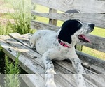 Small #2 Australian Cattle Dog-Labrador Retriever Mix