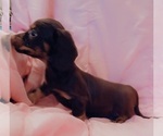 Small #2 Dachshund