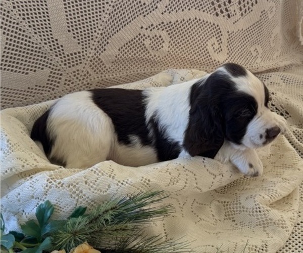 Medium Photo #4 English Springer Spaniel Puppy For Sale in OWEN, WI, USA