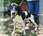 Small Photo #4 Coonhound-Unknown Mix Puppy For Sale in Anniston, AL, USA