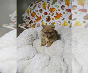 Pomeranian Puppy for sale in COOKEVILLE, TN, USA