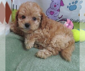 Cavapoo Puppy for sale in RATTAN, OK, USA