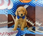 Small #1 Golden Retriever