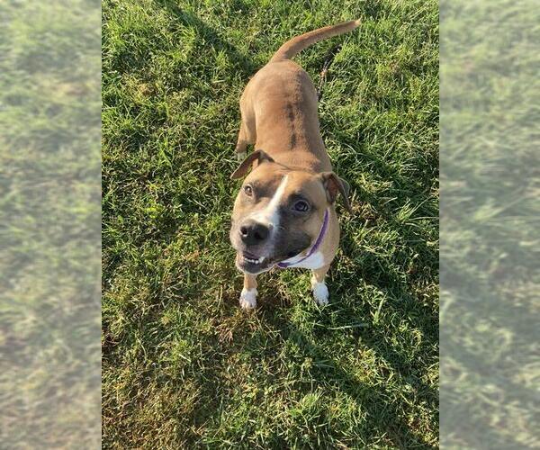 Medium Photo #1 Mutt Puppy For Sale in Louisville, KY, USA