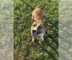 Small American Pit Bull Terrier