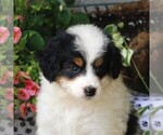 Small Photo #4 Bernedoodle-Poodle (Miniature) Mix Puppy For Sale in EAST EARL, PA, USA