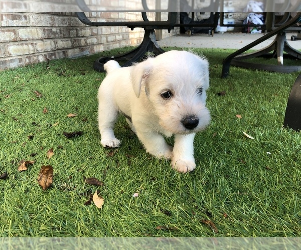 Medium Photo #8 Schnauzer (Miniature) Puppy For Sale in JEFFERSON, GA, USA