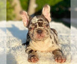 Small Photo #6 French Bulldog Puppy For Sale in COOPER CITY, FL, USA