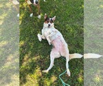 Small Photo #2 Collie-Unknown Mix Puppy For Sale in Mount Pleasant, SC, USA
