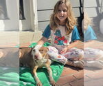 Small #11 American Pit Bull Terrier Mix