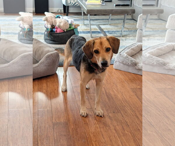 Medium Photo #9 Beagle Puppy For Sale in Dunnellon, FL, USA