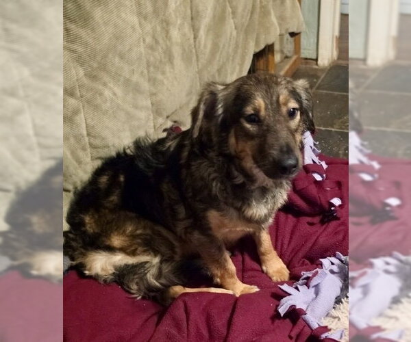 Medium Photo #10 Mutt Puppy For Sale in San Diego, CA, USA