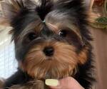 Small Photo #16 Yorkshire Terrier Puppy For Sale in RANCHO BERNARDO, CA, USA