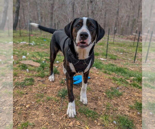Medium Photo #2 Bernese Mountain Dog-Unknown Mix Puppy For Sale in Vail, AZ, USA