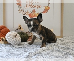 Faux Frenchbo Bulldog Puppy for sale in MILLERSBURG, OH, USA