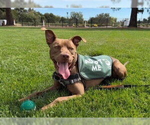 Mutt Dogs for adoption in Santa Rosa, CA, USA
