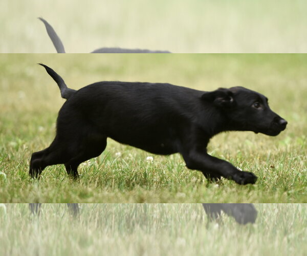 Medium Photo #8 German Shepherd Dog-Retriever  Mix Puppy For Sale in Mechanicsburg, PA, USA