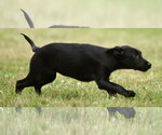 Small #7 German Shepherd Dog-Retriever  Mix