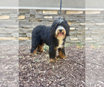 Small Photo #1 Bernedoodle (Miniature) Puppy For Sale in ROY, UT, USA