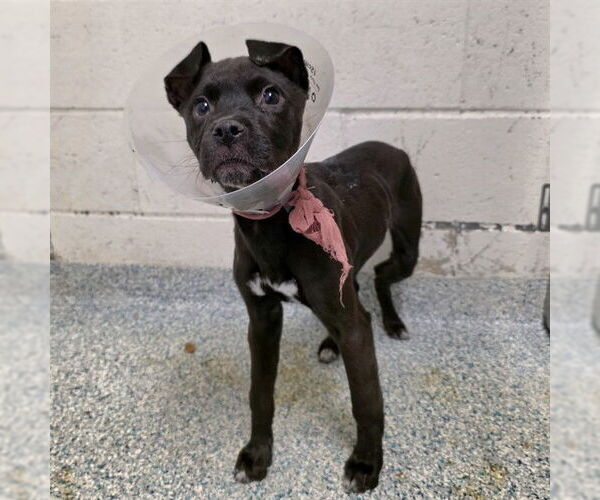 Medium Photo #1 Mutt Puppy For Sale in Long Beach, CA, USA