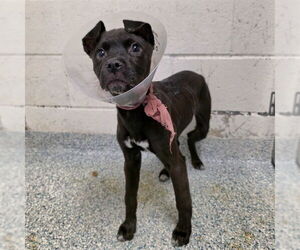 Mutt Dogs for adoption in Long Beach, CA, USA