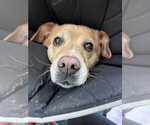 Small #3 American Pit Bull Terrier-Labrador Retriever Mix