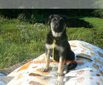 Small #5 German Shepherd Dog