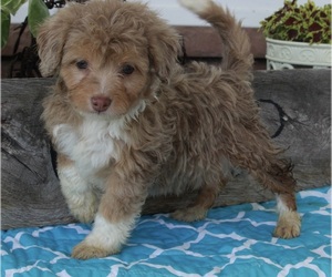 Miniature American Shepherd-Poodle (Miniature) Mix Puppy for sale in FREDERICKSBURG, OH, USA