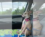 Maddie - Female Mutt Dog for Adoption - Small photo