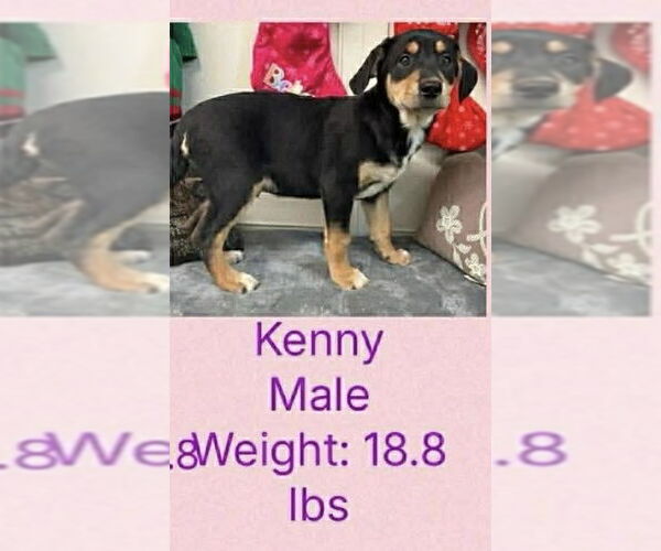 Medium Photo #2 German Shepherd Dog-Plott Hound Mix Puppy For Sale in Aurora, IN, USA