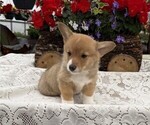 Small #2 Pembroke Welsh Corgi