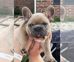 Small #1 French Bulldog