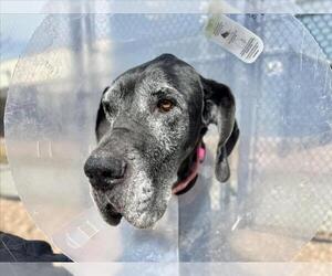 Great Dane Dogs for adoption in Fort Collins, CO, USA