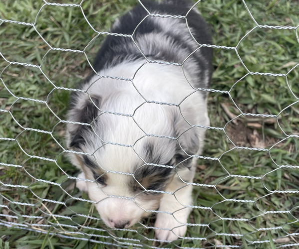 Medium Photo #10 Miniature Australian Shepherd Puppy For Sale in LARKSPUR, CO, USA