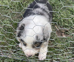 Small Photo #10 Miniature Australian Shepherd Puppy For Sale in LARKSPUR, CO, USA