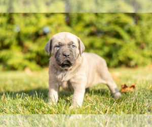 Cane Corso Puppy for sale in MENTONE, IN, USA