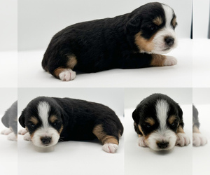 Miniature Australian Shepherd Puppy for sale in BROOKER, FL, USA