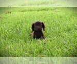 Small Photo #1 Boykin Spaniel Puppy For Sale in FITZGERALD, GA, USA