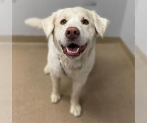 Golden Labrador Dogs for adoption in Aurora, CO, USA