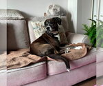 Small #2 Boxer