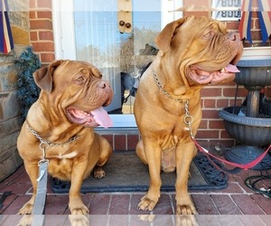 Father of the Dogue de Bordeaux puppies born on 02/22/2022