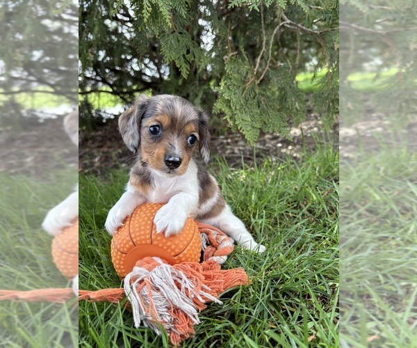 Medium Photo #1 Dachshund Puppy For Sale in MIDDLEBURY, IN, USA