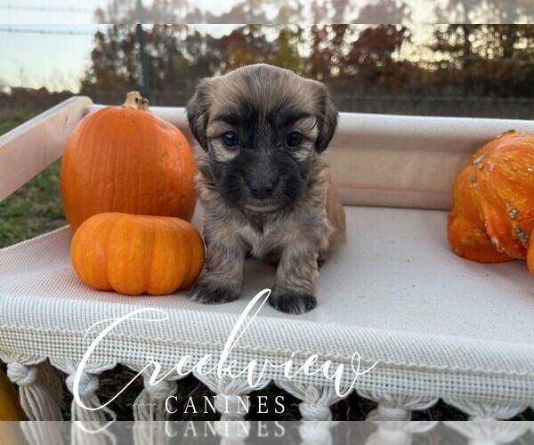 Medium Photo #1 Havanese Puppy For Sale in NIANGUA, MO, USA